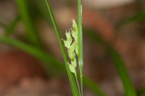Carex digitalis var. floridana #29